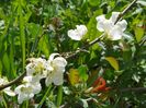 chaenomeles Nivalis