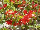 chaenomeles Firedance