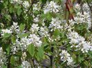 amelanchier Obelisk