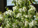 amelanchier Obelisk