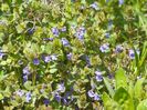glechoma hederacea