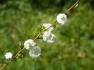 spiraea prunifolia Pleniflora