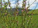 prunus persica
