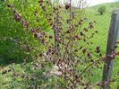 corylus Maxima Purpurea