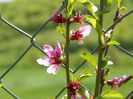 prunus persica