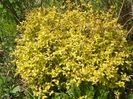 spiraea Golden Princess
