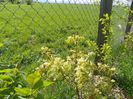 sambucus Southerland Gold