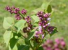 liliac Katherine Havemeyer