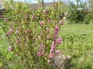 prunus triloba