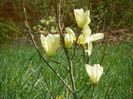 magnolia Yellow Lantern