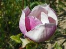 magnolia Rustica Rubra
