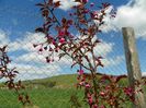prunus Royal Burgundy
