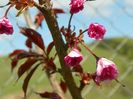 prunus Royal Burgundy