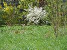 spiraea Grefsheim