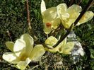 magnolia Yellow Lantern