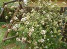 viburnum burkwoodii