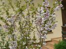 prunus incisa Oshidori