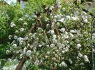 viburnum burkwoodii