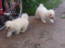 181089473_4_1000x700_catei-bichon-maltez-mini-toy-animale-de-companie_rev001