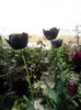 LALELE NEGRE