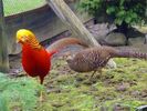 Red-Golden-Pheasant_mf