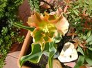 Lalea variegata