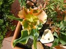 Lalea variegata