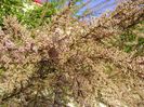 Tamarix