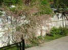 Tamarix