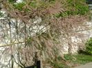 Tamarix