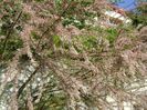Tamarix