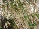 Tamarix