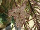 Tamarix