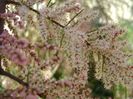 Tamarix