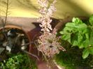 Tamarix