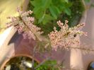 Tamarix