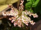 Tamarix