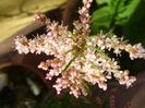 Tamarix