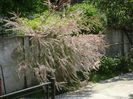 Tamarix
