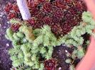 Sempervivum