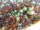 Sempervivum