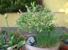Salix integra Hakuro Nishiki