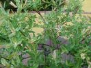 Salix integra Hakuro Nishiki