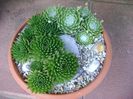 Orostachys spinosa & Sempervivum arachnoideum