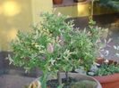 Salix integra Hakuro Nishiki