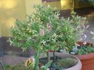 Salix integra Hakuro Nishiki