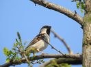 Vrabia de casă (Passer domesticus)