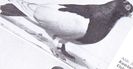 Scan6