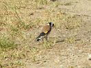 Sticlete (Carduelis carduelis)