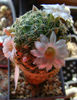 Mammillaria shiedeana